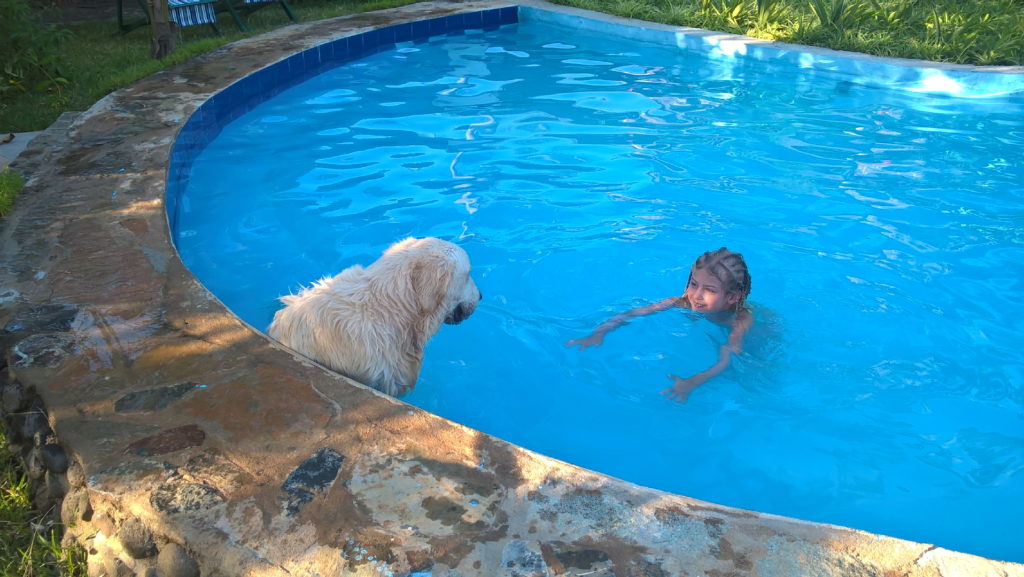 chatounette et un chien dans la piscine de madiro hotel, madirokely, nosy be