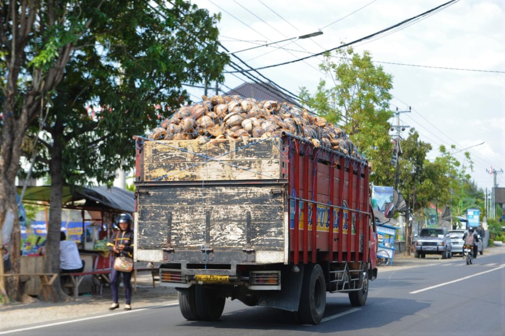 camion chargé de noix de coco à Pemuteran