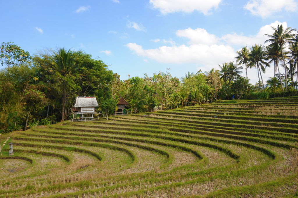 vue depuis la maison bleue dans les rizières