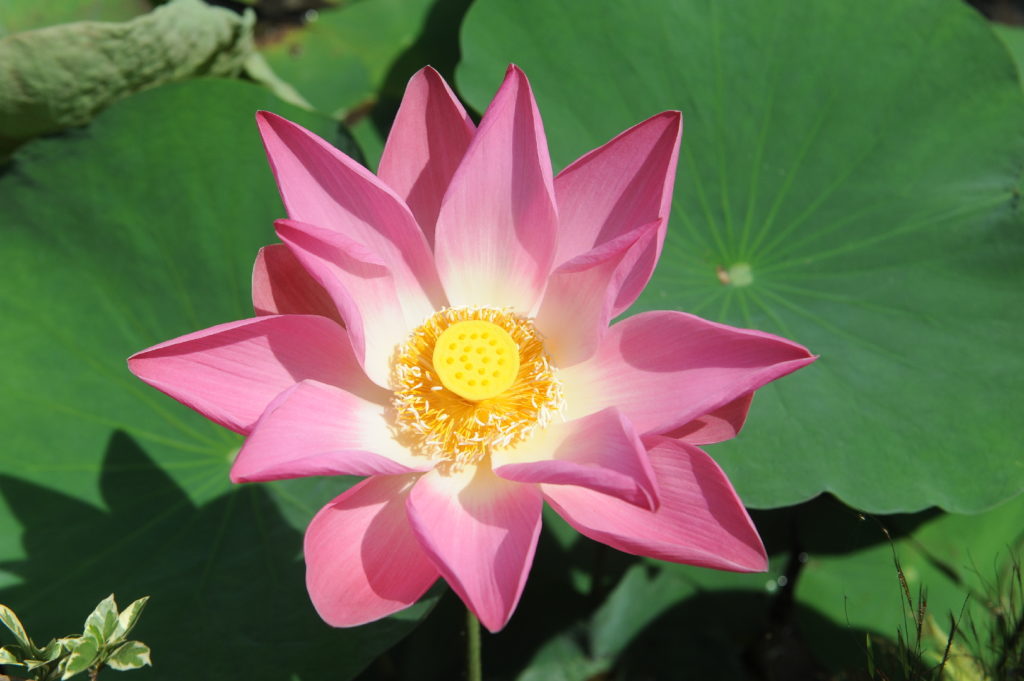 fleur de lotus au palais d'ubud