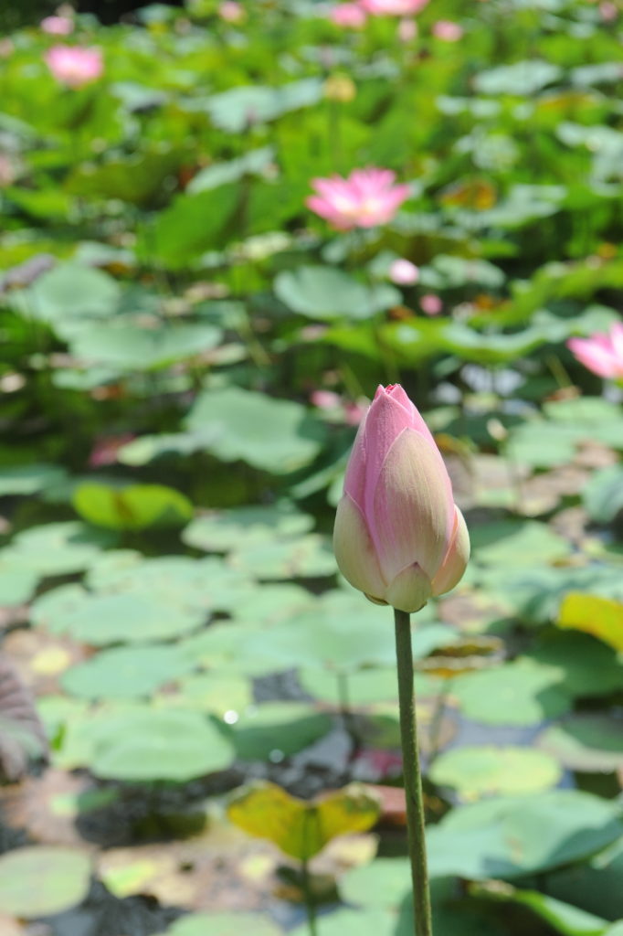 fleur de lotus au palais d'ubud