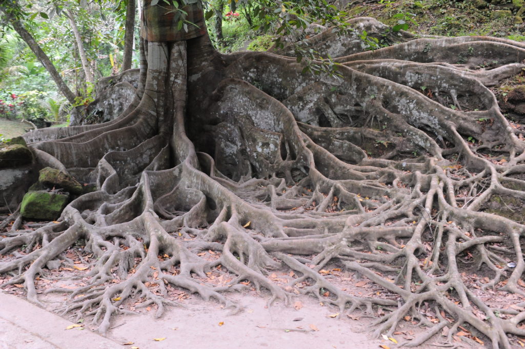 racines d'arbres
