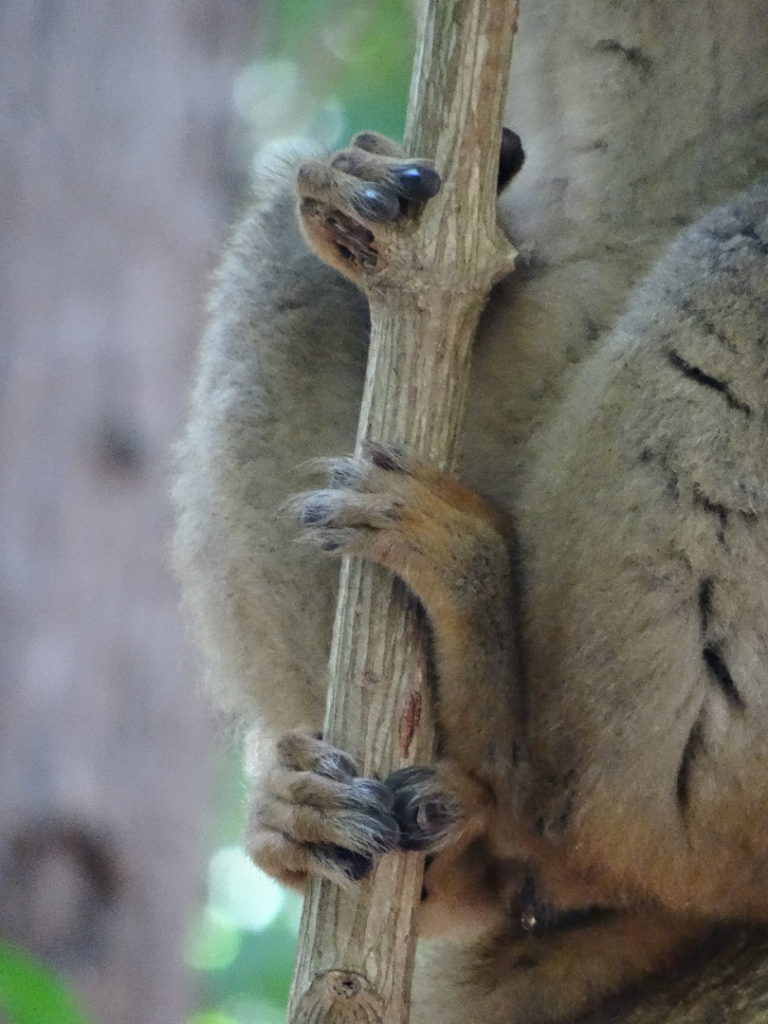 zoom sur les pattes de lémuriens à nosy tanikely