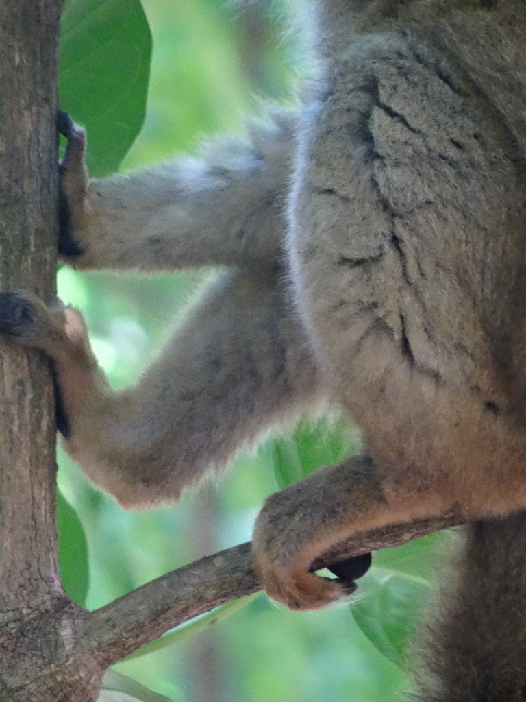 détail sur les pattes de lémuriens à nosy tanikely