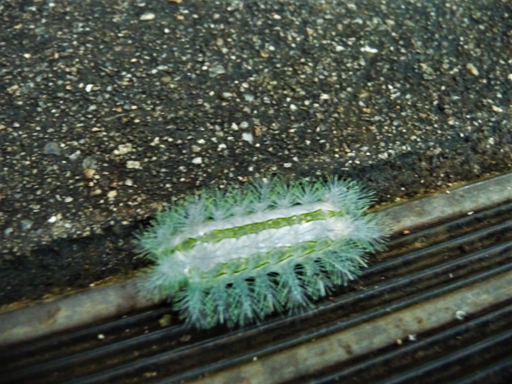 chenille uricante