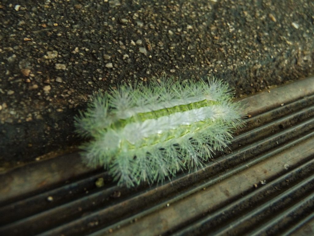 chenille urticante