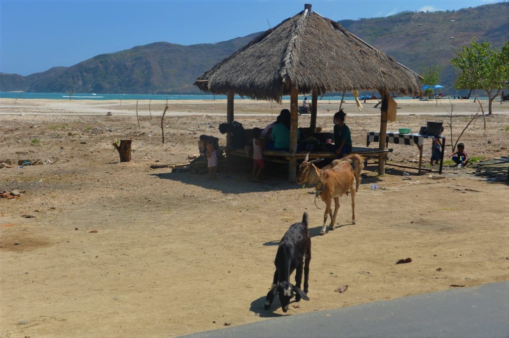 animaux et paillotte sur la plage de kuta lombok
