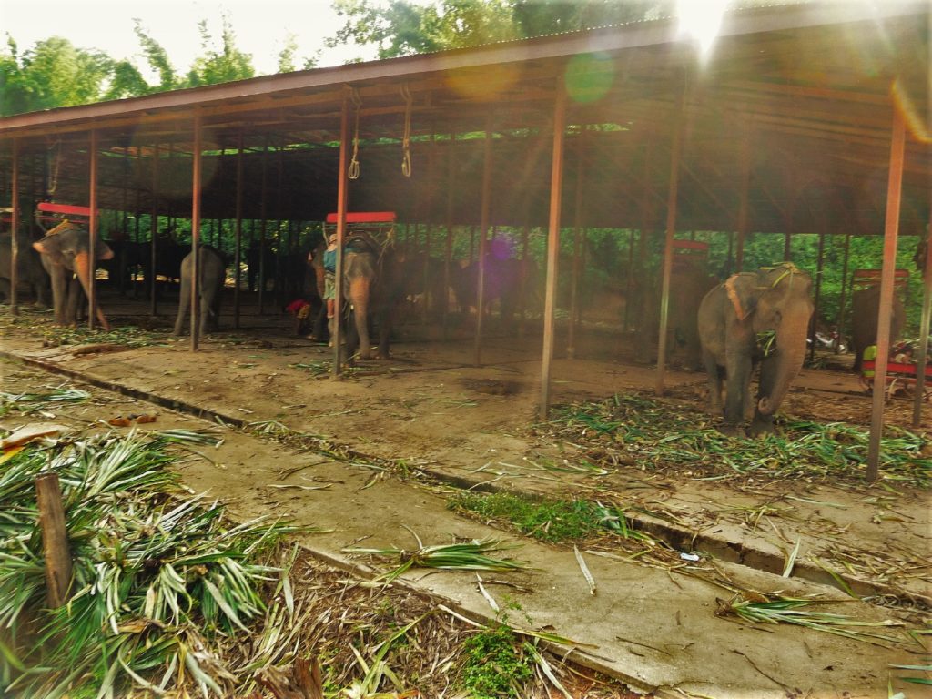 camp d'éléphants près de Kra Sae Cave entre kanchanaburi et sai yok noi