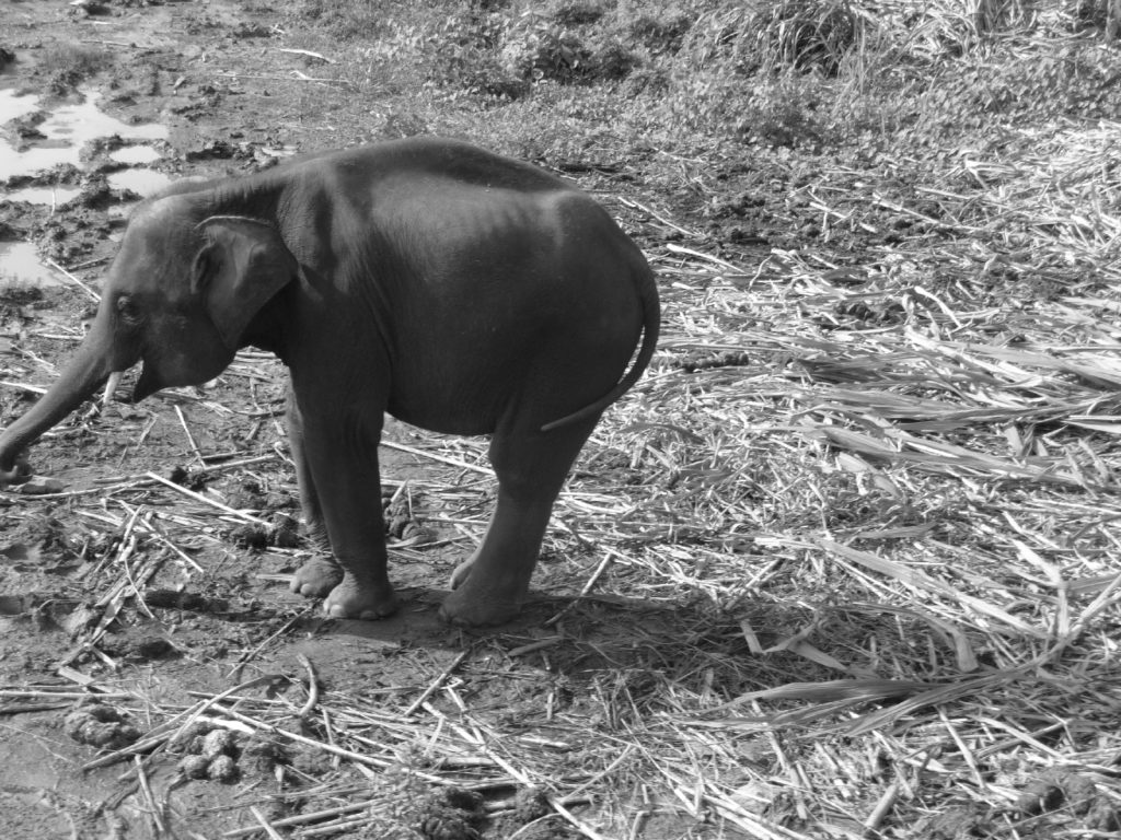 éléphanteau près de Kra Sae Cave entre kanchanaburi et sai yok noi