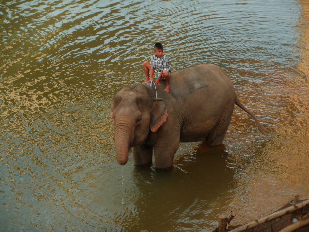 cornac et son éléphant dans la rivière kwaï près de Kra Sae Cave entre kanchanaburi et sai yok noi