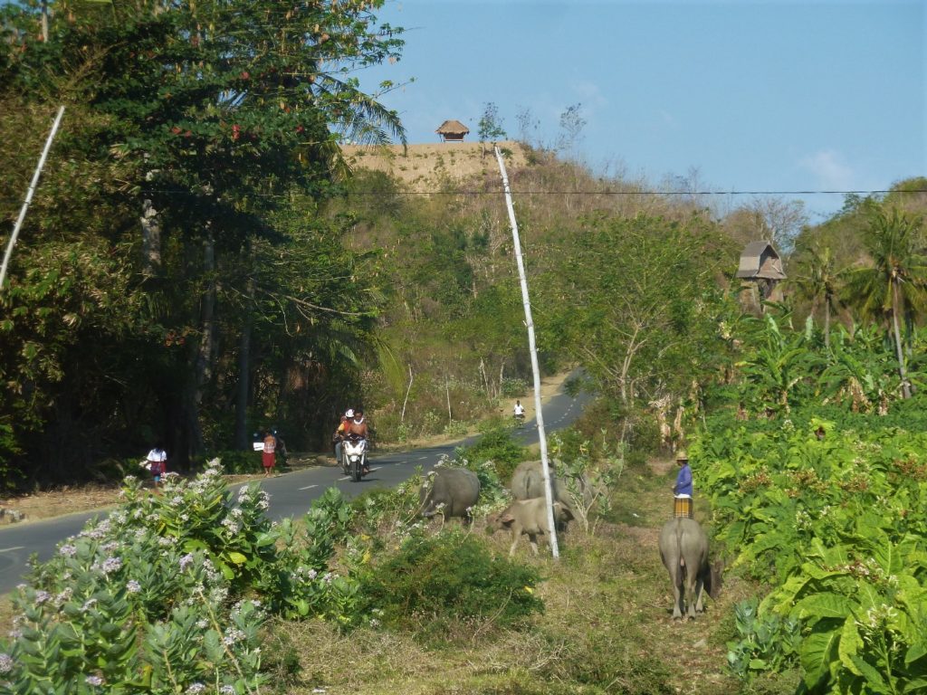 route coupant la végétation entre kuta lombok et selong belanak