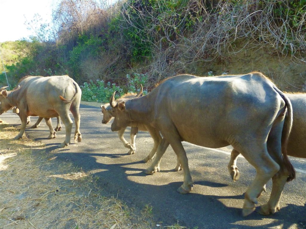 route entre kuta lombok et selong belanak, troupeau de boeufs sur la route