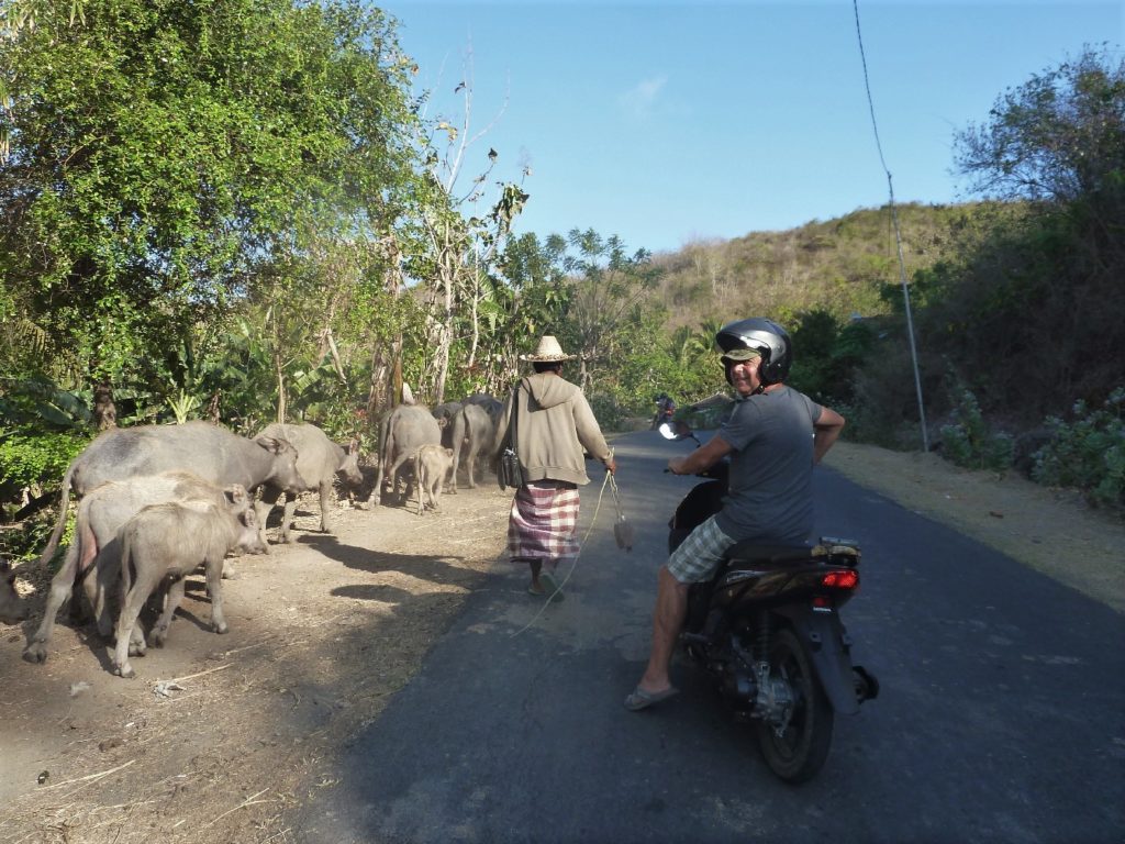 route entre kuta lombok et selong belanak, troupeau de boeufs sur la route