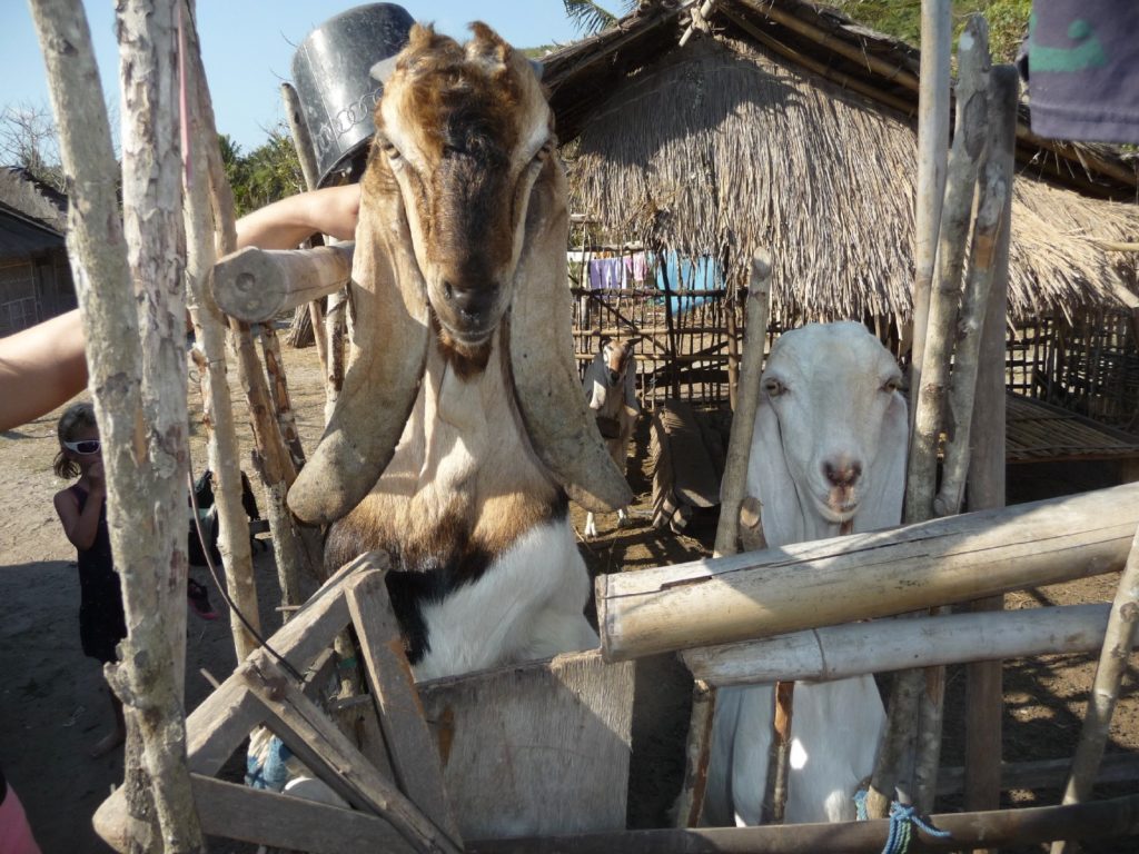 l'enclos des chèvre au village de Tampah Beach, près de Kuta Lombok