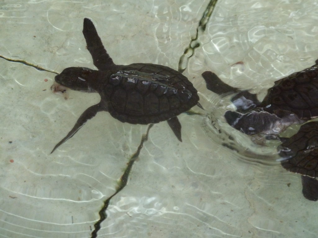 élevage de bébés tortues dans des bassins à gili meno