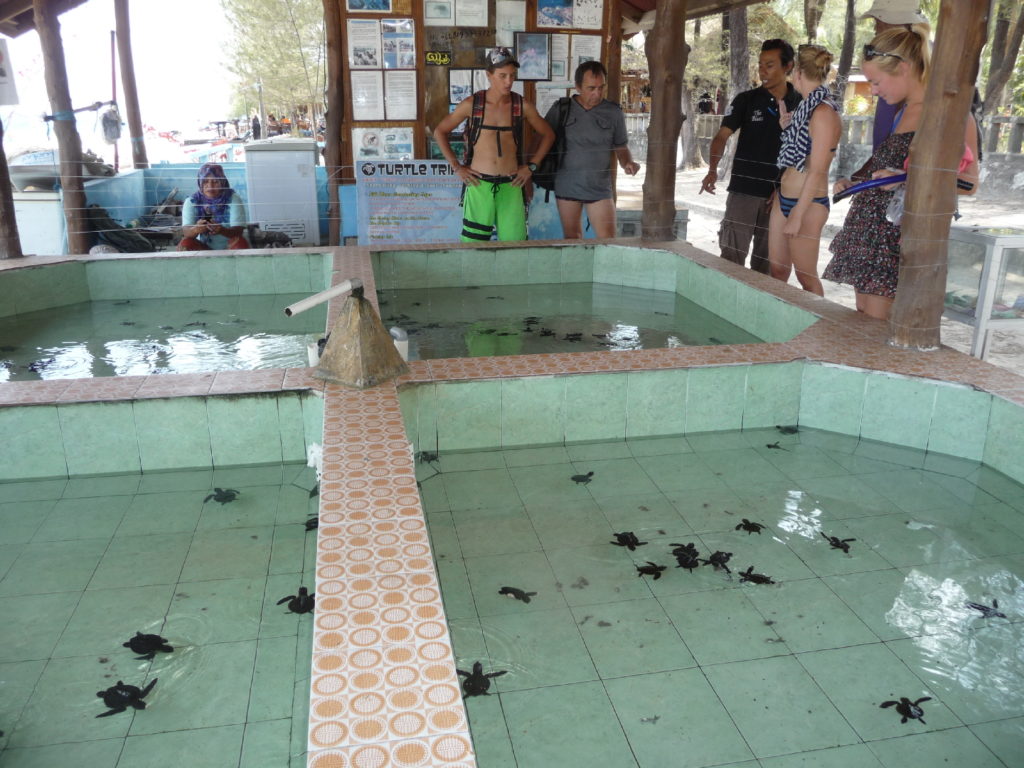 élevage de bébés tortues dans des bassins à gili meno