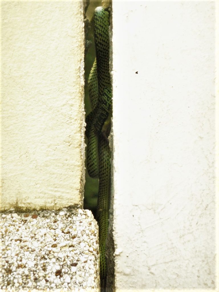 serpent vert dans un interstice de mur à bangkok