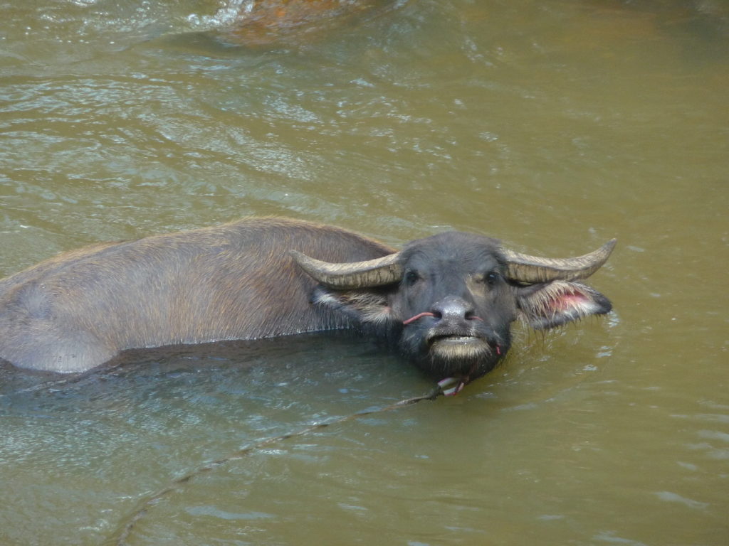 buffle dans une rivière dans la province de kanchanaburi