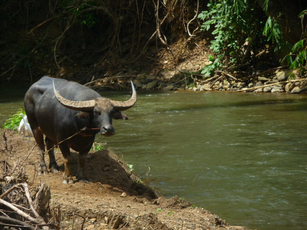 buffle le long d'une rivière dans la province de kanchanaburi