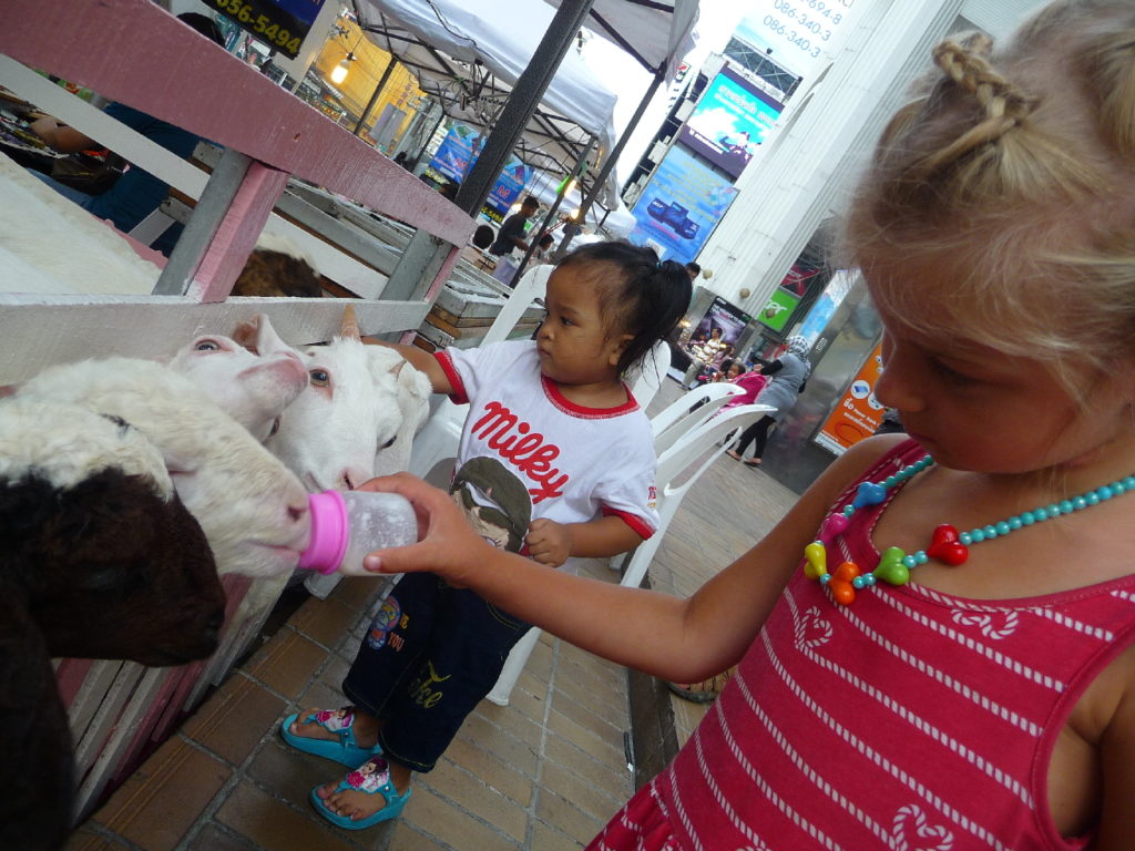 chatounette nourrit des chèvres dans bangkok