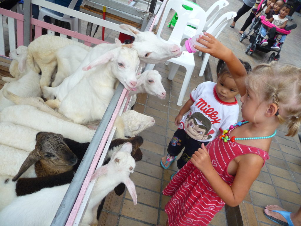 chatounette nourrit des chèvres dans bangkok