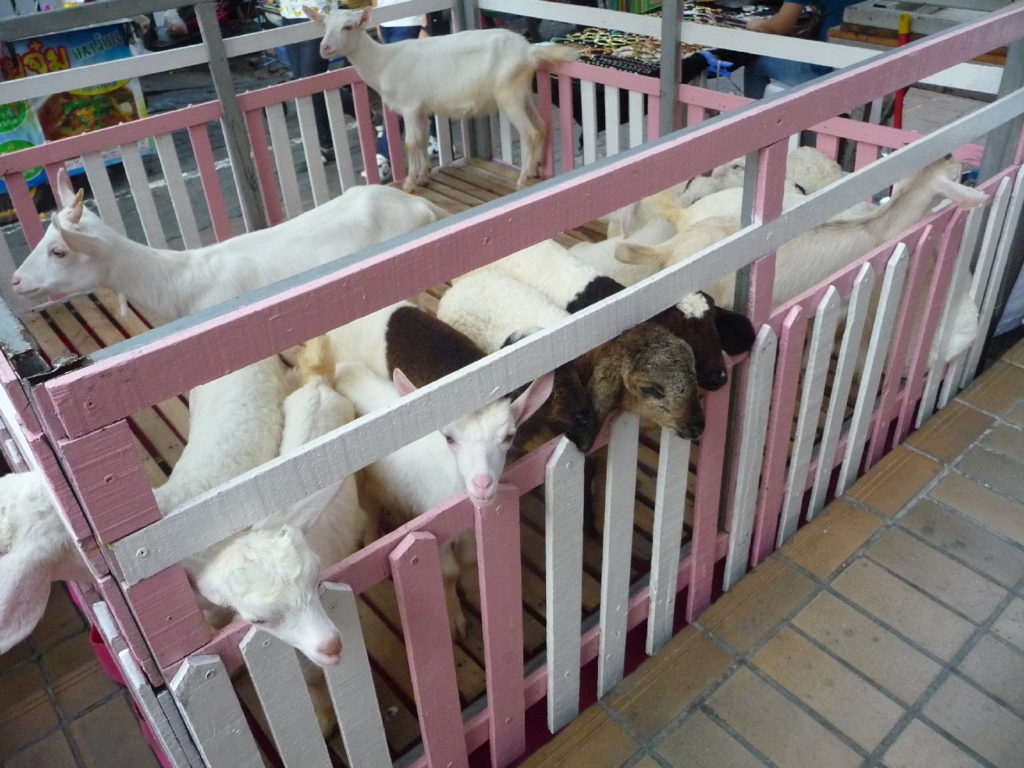 chèvres dans bangkok