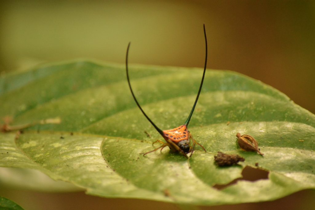 insecte dans la parc national de khao yai