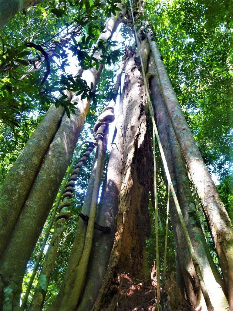 végétation dans le parc national de khao yai