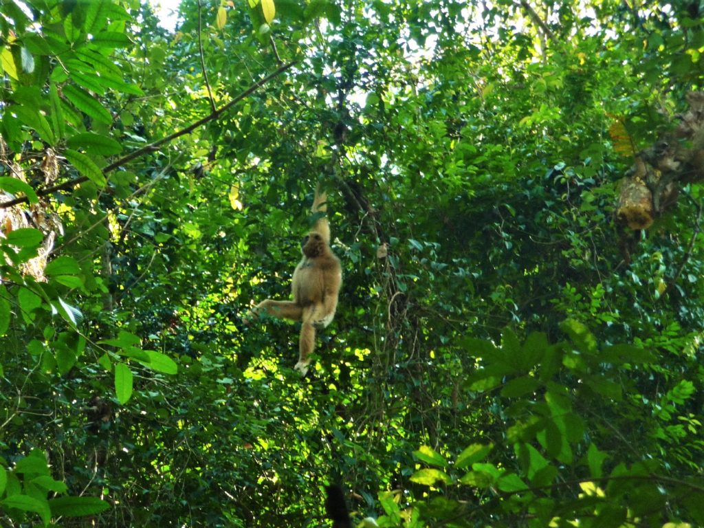 singe gibbon blanc au parc national de khao yai