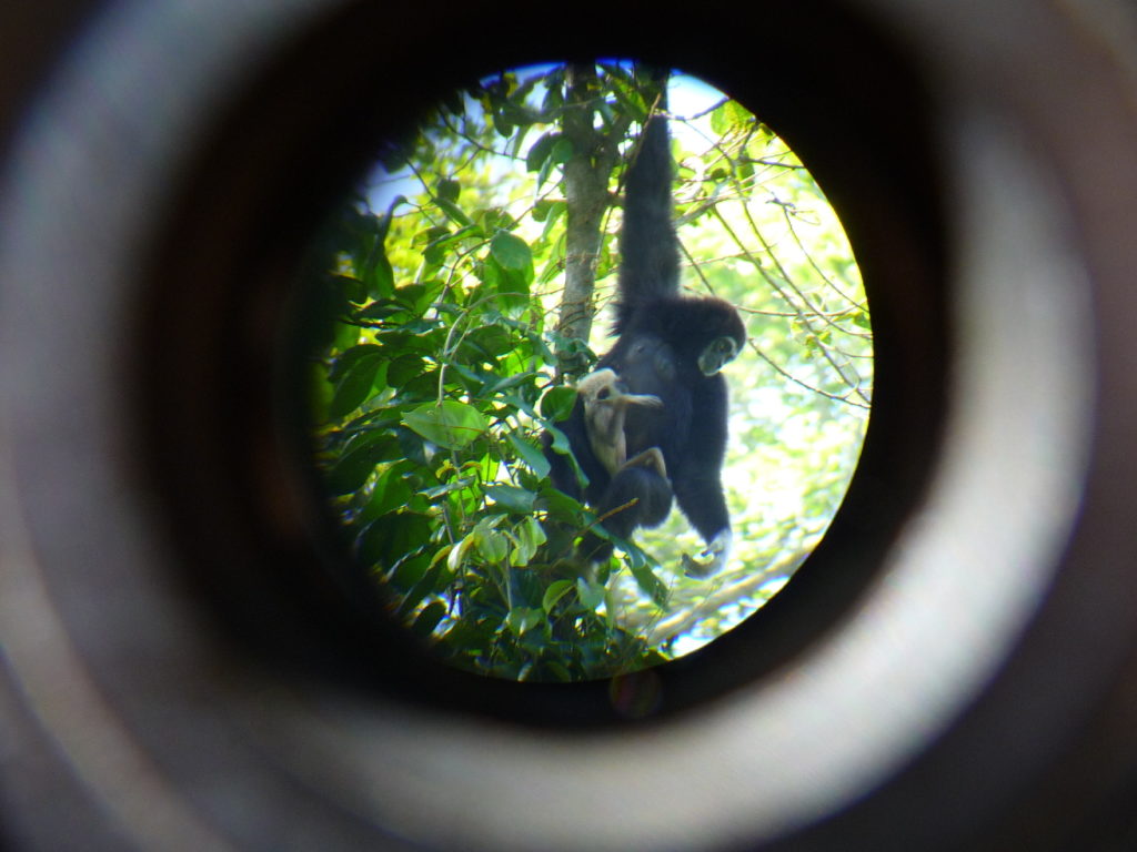 singe gibbon noir observé à la lunette au parc national de khao yai