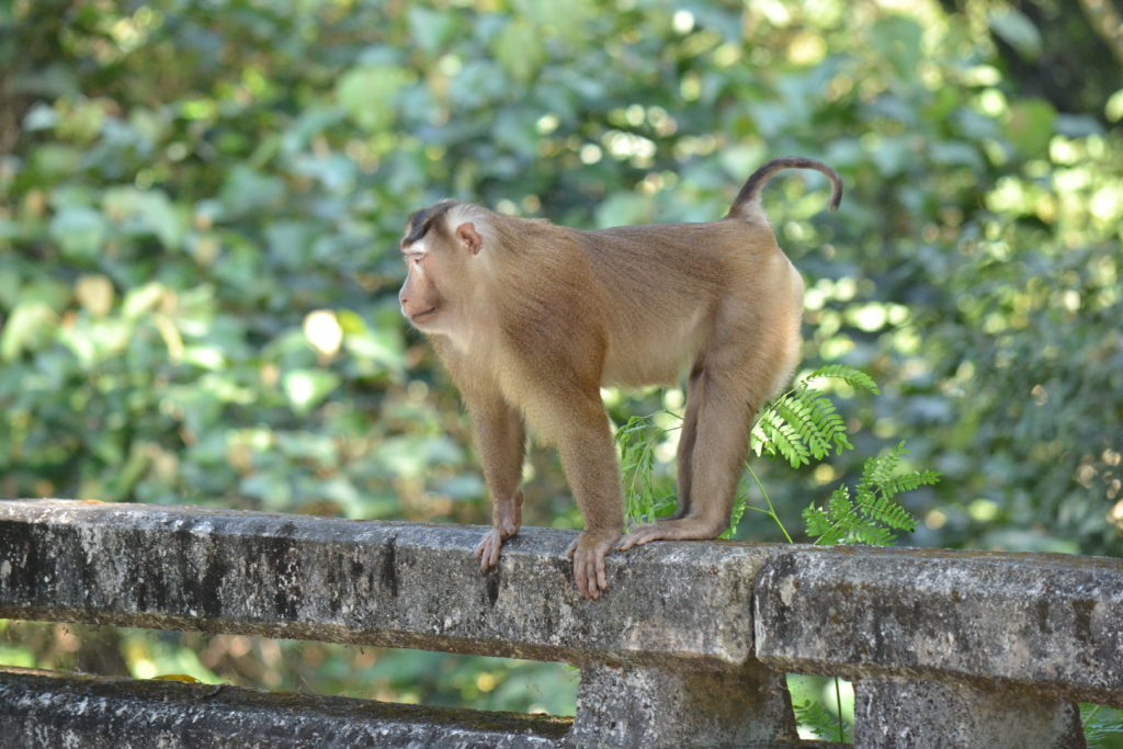 singe dans le parc national de khao yai