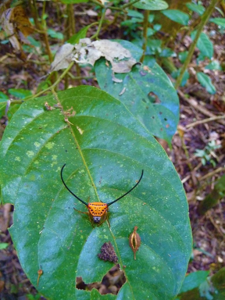 insecte dans la parc national de khao yai
