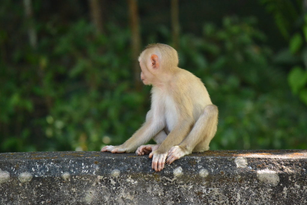 singe dans le parc national de khao yai