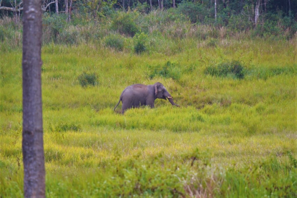 éléphant à kha yai