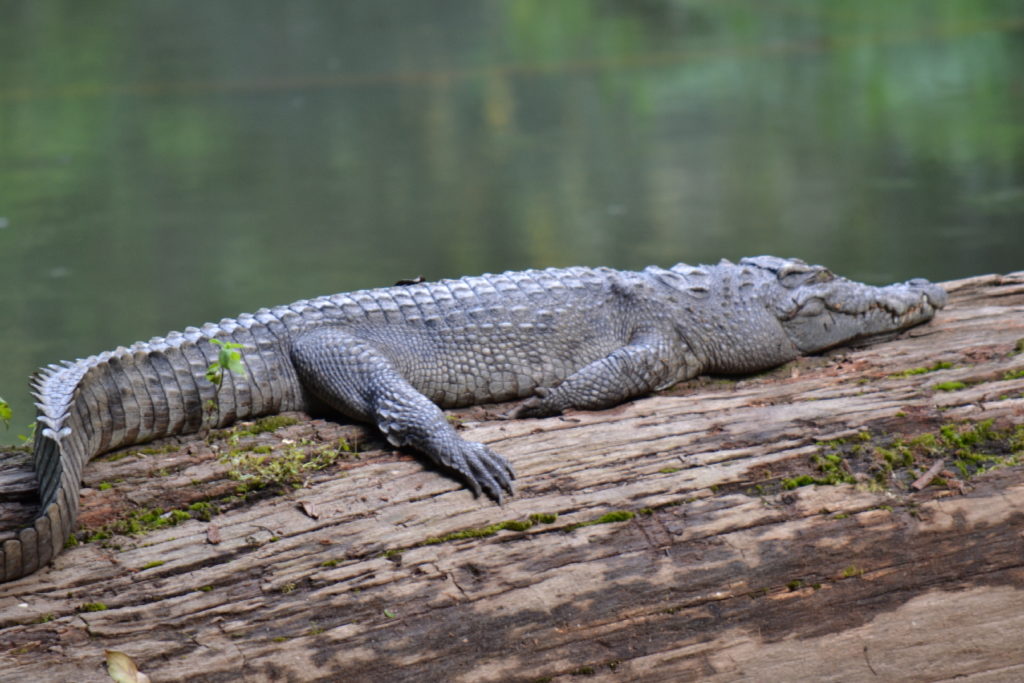 crocodile sur un tronc d'arbre à khao yai