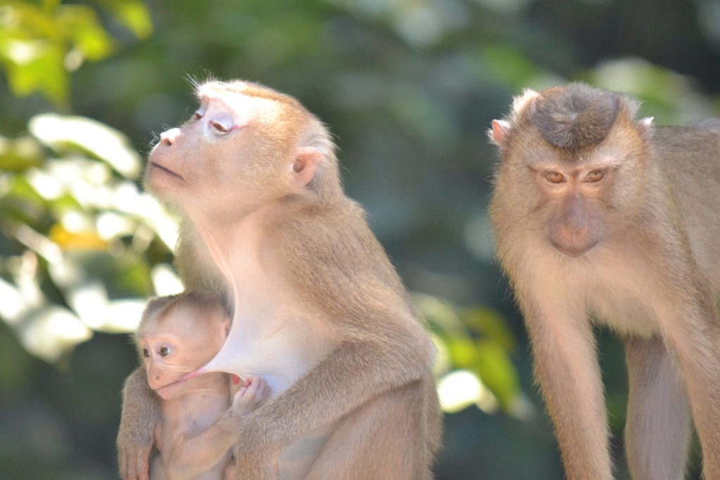 maman singe et son bébé dans le parc national de khao yai