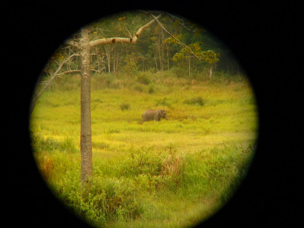 éléphant dans le parc national de khao yai