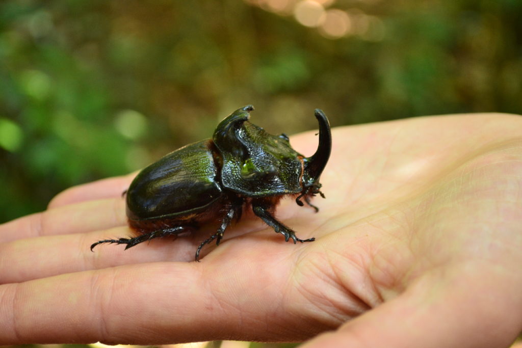 scarabée rhinocéros dans ma main