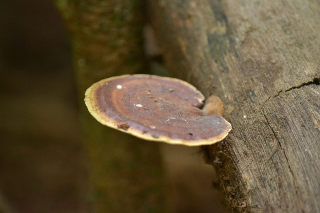 champignon et végétation dans le parc national de khao yai
