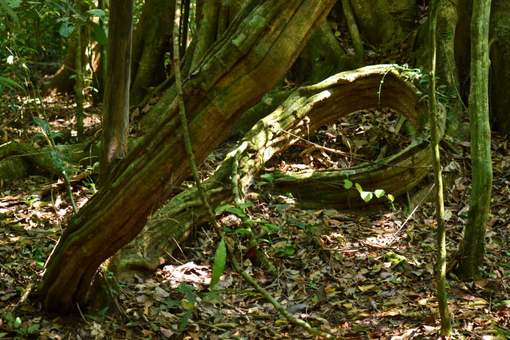 végétation dans le parc national de khao yai