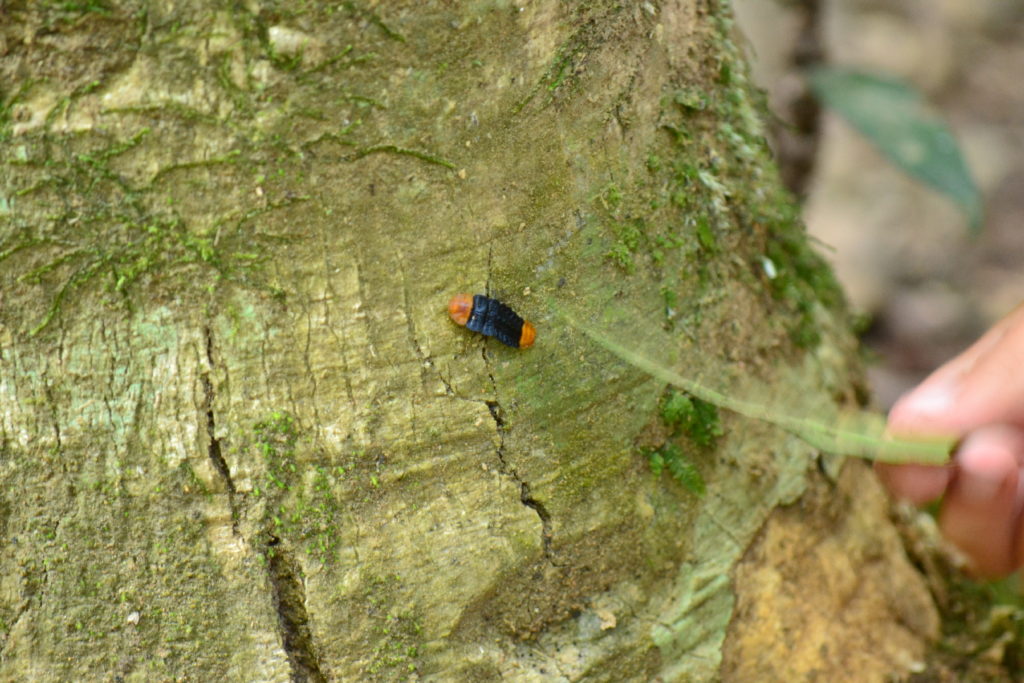 insecte dans le parc national de khao yai