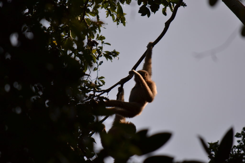 singe gibbon blanc au parc national de khao yai