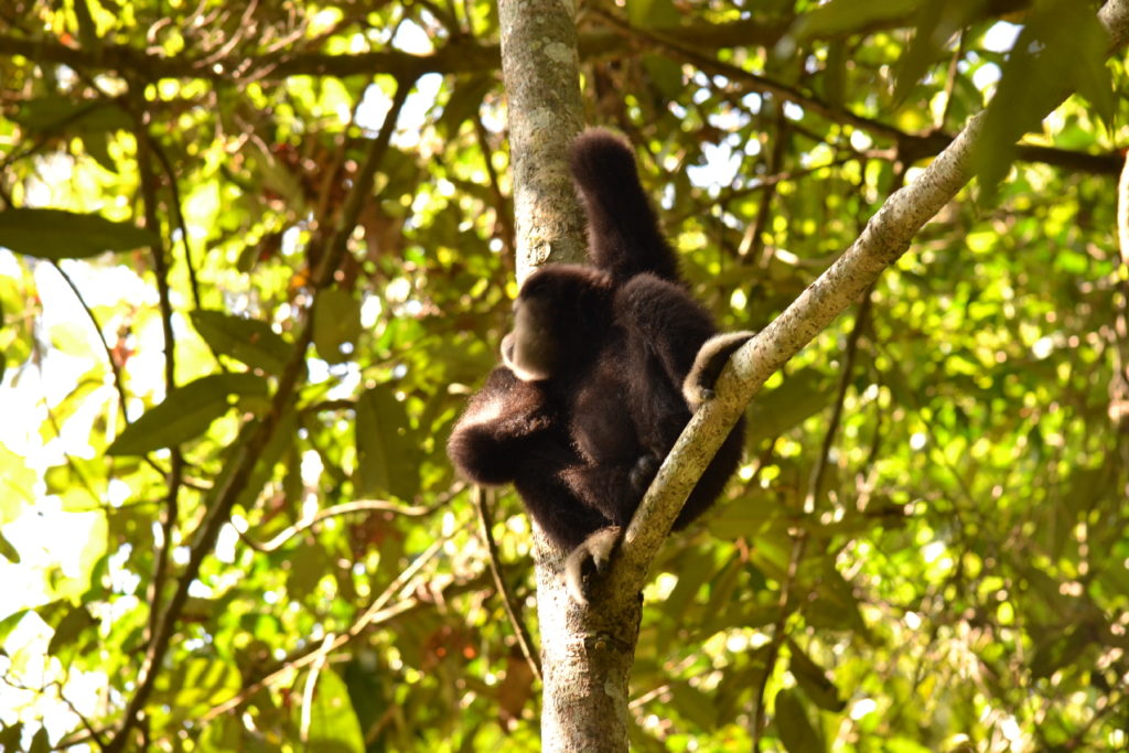 singe gibbon noir au parc national de khao yai