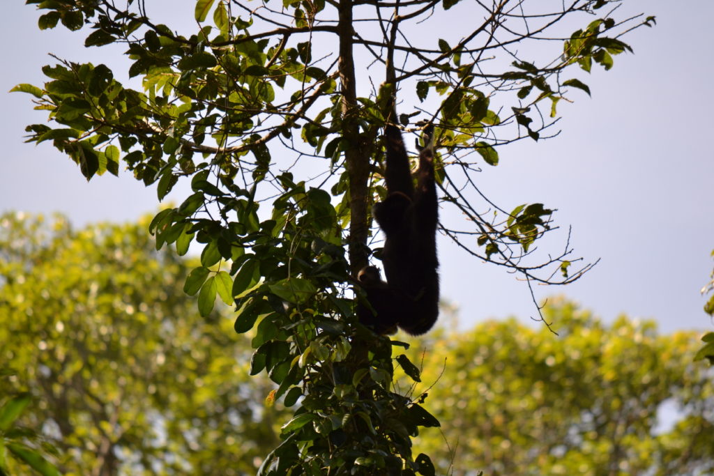 singe gibbon noir au parc national de khao yai