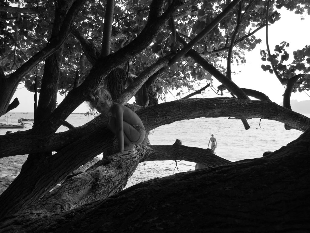 chatounette grimpée dans un arbre sur la plage long beach à koh phi phi