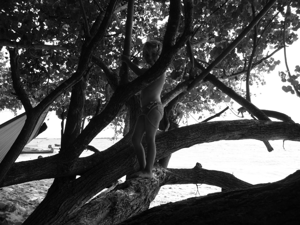 chatounette grimpée dans un arbre sur la plage long beach à koh phi phi