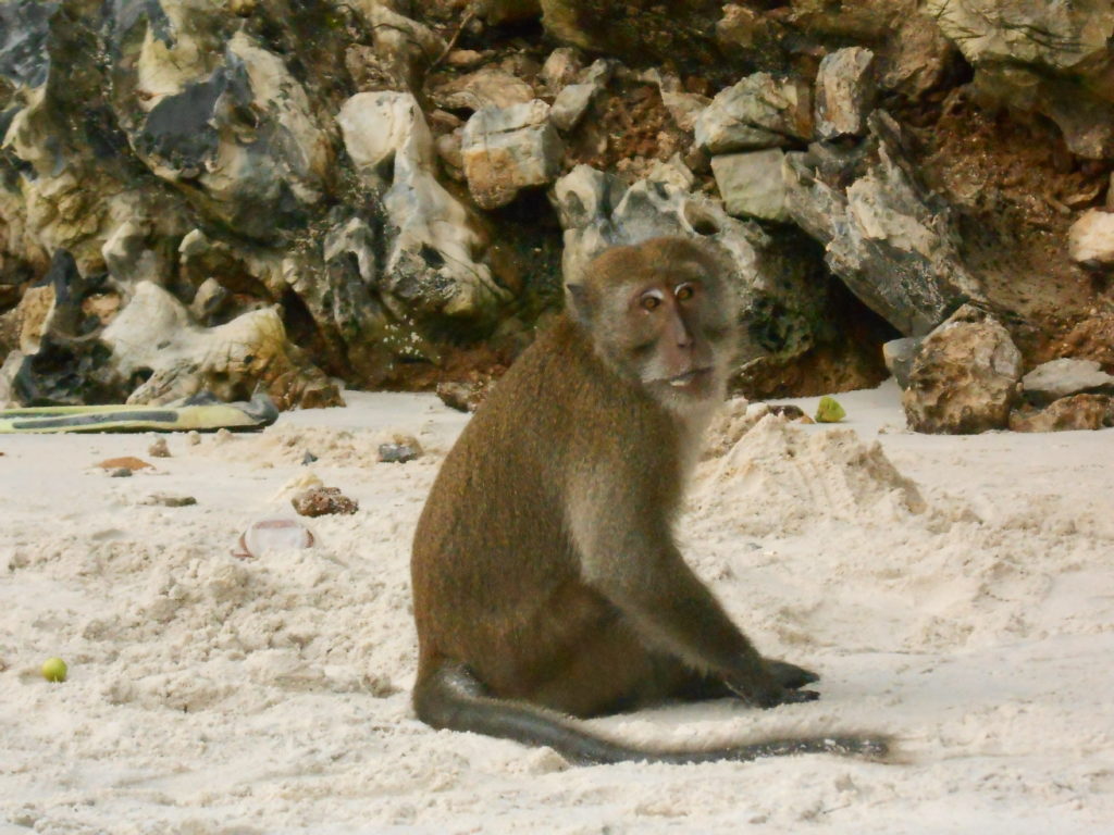 singe sur la plage de koh phi phi