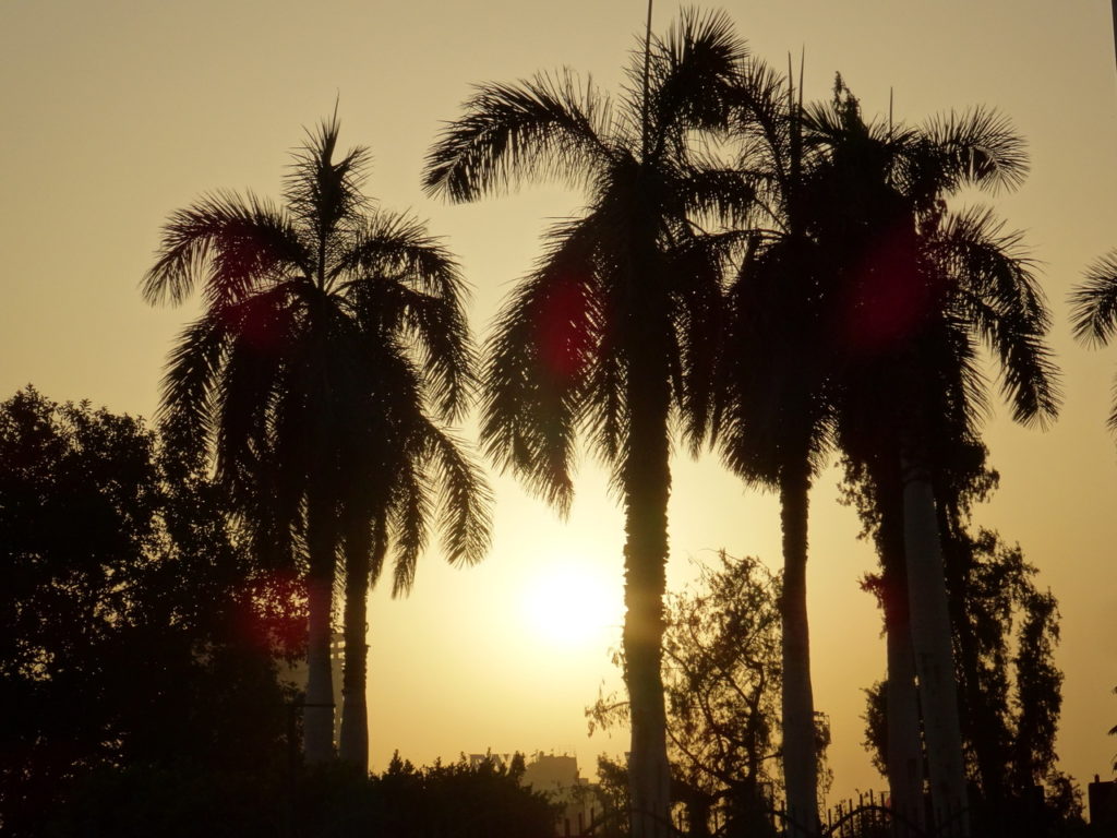 coucher de soleil dans les palmiers au caire