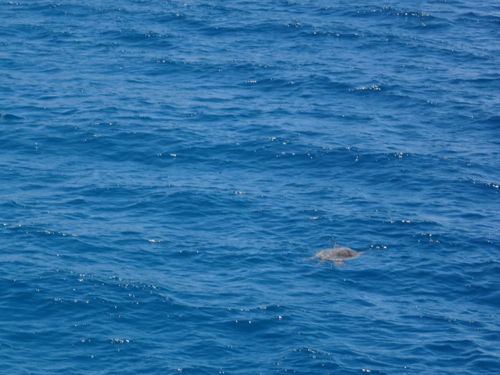 tortue de mer, plongée, hurghada, egypte
