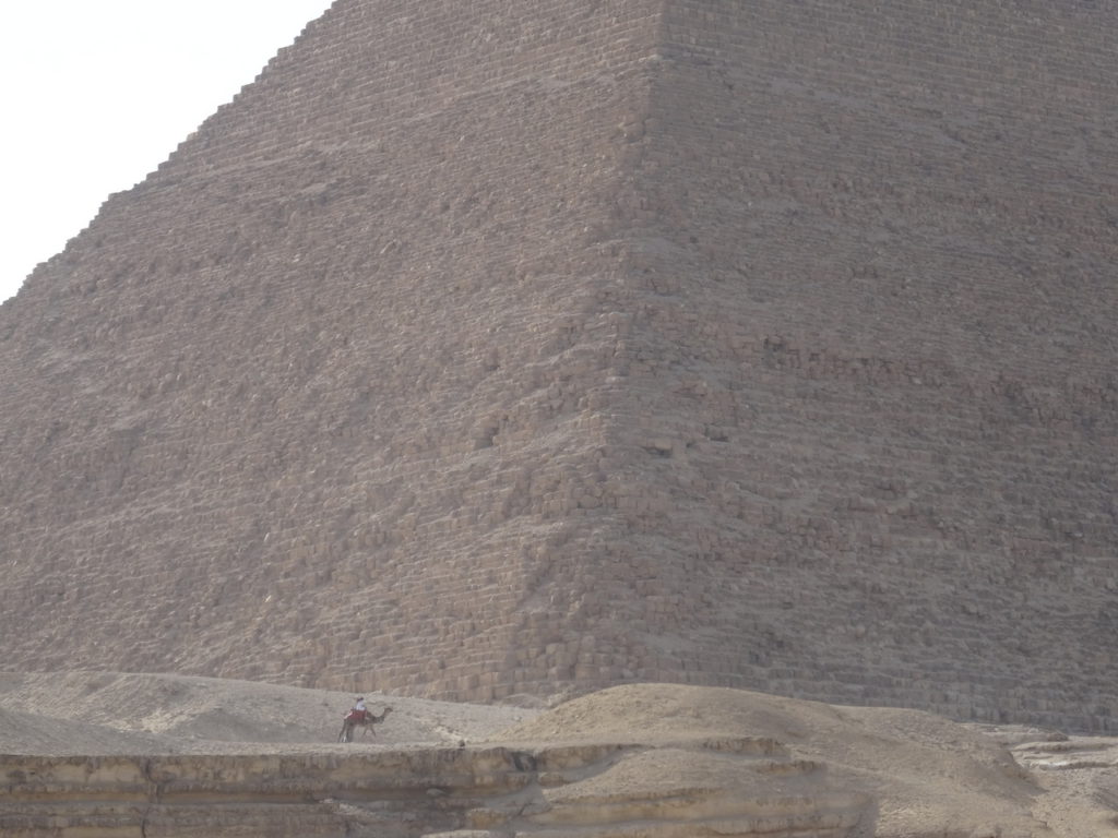 dromadaire au pied d'une pyramide de guizeh